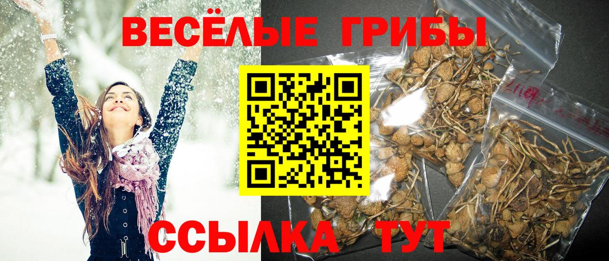 продажа наркотиков  Вход с VPN  Псилоцибиновые грибы ЛСД  Торжок  Галлюциногенные грибы прущие грибы 